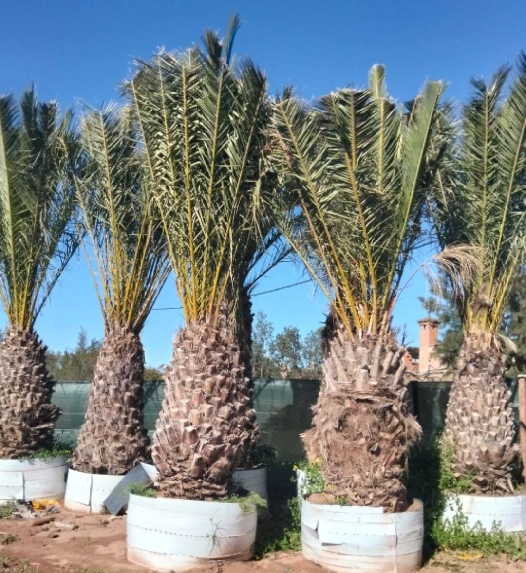 Phoenix canariensis2