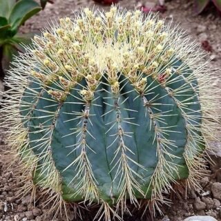 Ferocactus glaucescens (blue barrel) - الصورة 5
