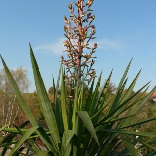 Aspiditra (Plante de fer) - الصورة 5