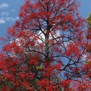 Ficus benjamina (panaché) – Image 5