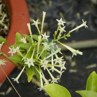 Rhoicissus (vigne d’appartement) - الصورة 3