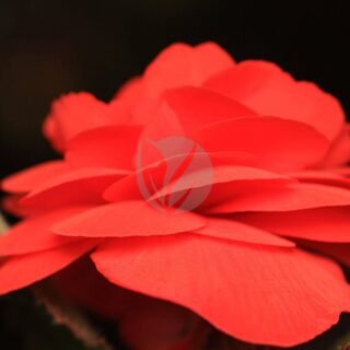 Gazania - الصورة 5