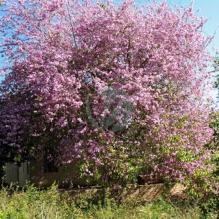 Pommier Golden – Image 5