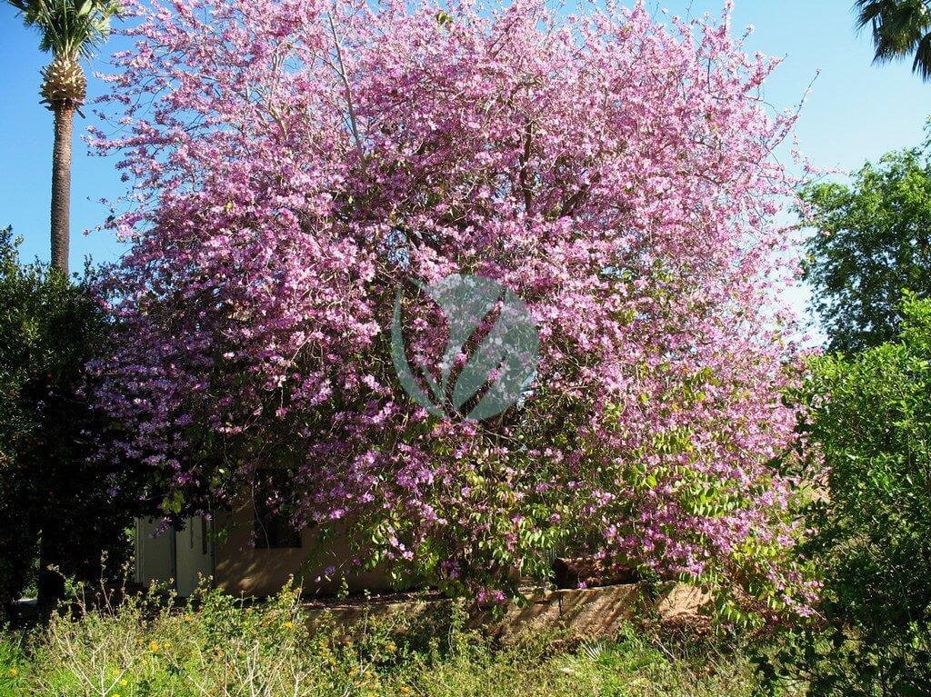 2352778880_77dee1ee8c_b-1-1