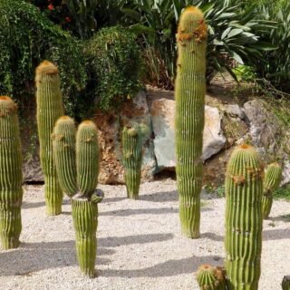 Pachycereus pringlei - الصورة 4