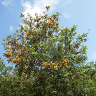Brachychiton rupestris (arbre bouteille) - الصورة 4