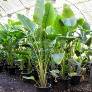 Anthurium - الصورة 5