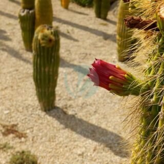 Pachycereus pringlei - الصورة 5