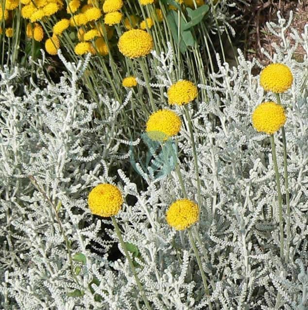 2555408083_7cc9b33c64_z