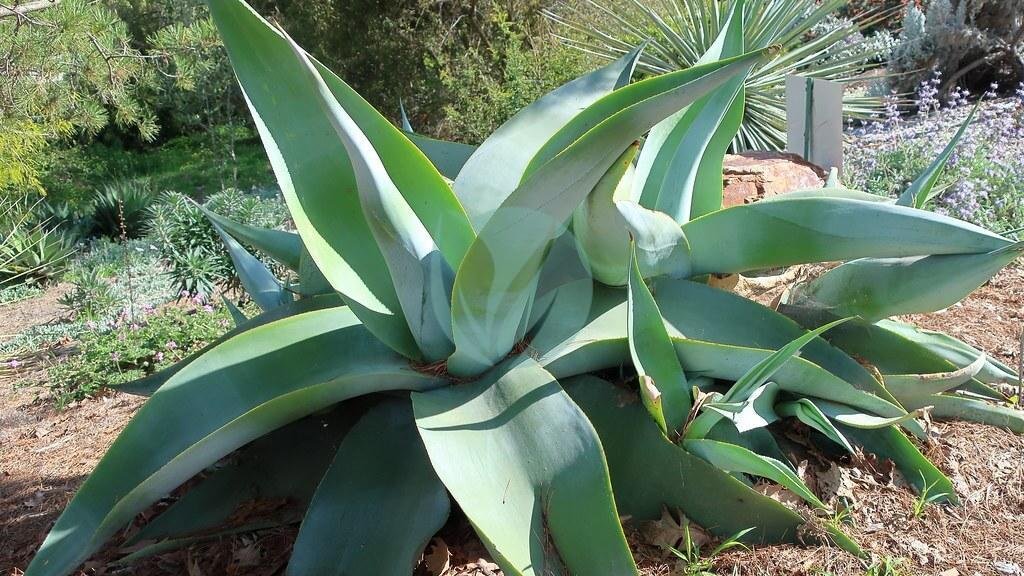 26488800947_7fac7f23e9_b-3