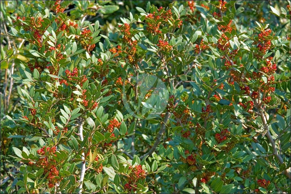 29496631755_1b86d9bc89_b-1