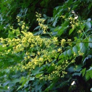 302185489_175cef0a1d_b-320×320-12