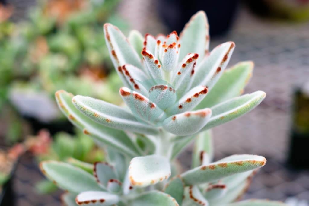 31309837877_3cfb7e5514_b-1-3