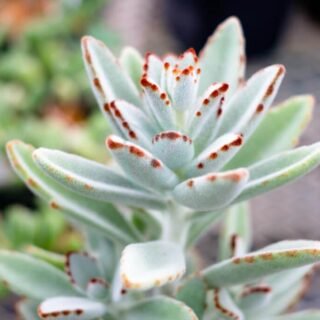 Aloe saponaria – Image 5