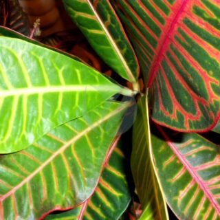 Alocasia wentti – Image 5