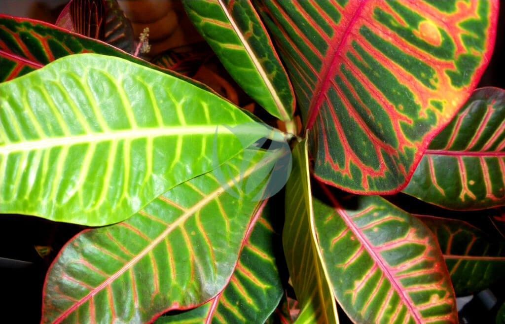 3375341046_f55226edc1_b