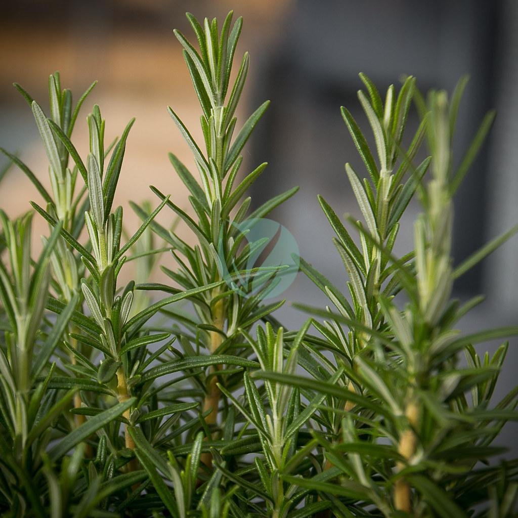 35212574751_76067c8ca3_b-1-1