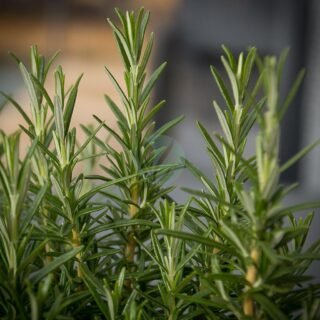 Camomille - الصورة 5