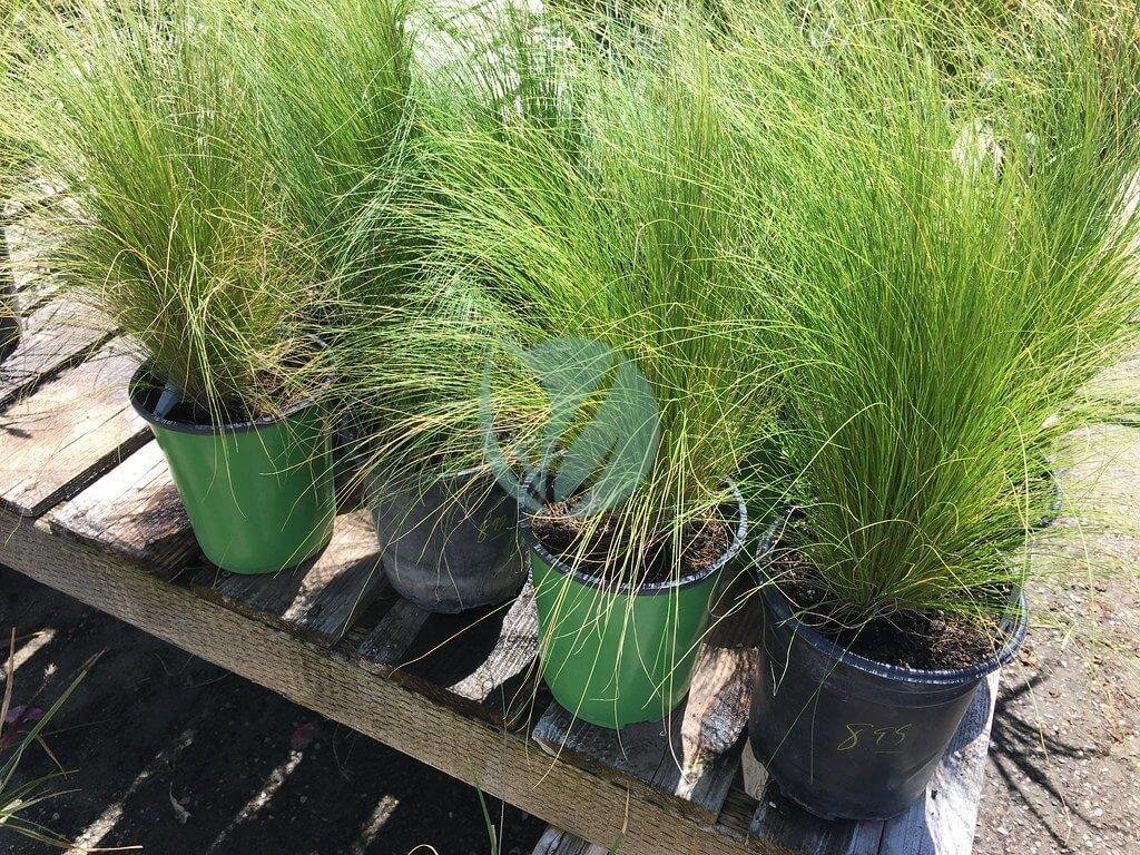 36208544435_84dbfa5b94_b-3