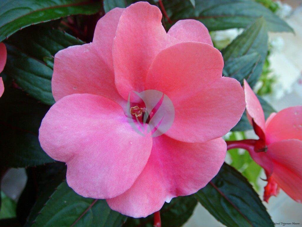 3744051676_0f2af5808a_b