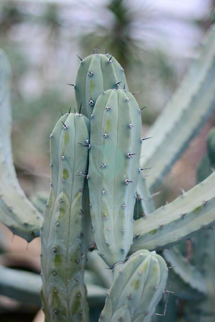 39174729005_b381f59b68_b-3