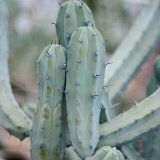 Euphorbia – Image 5