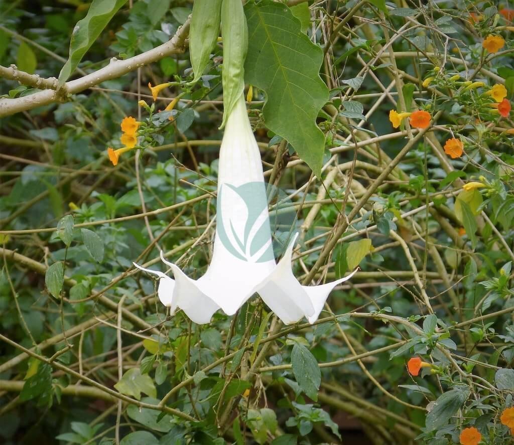 39863423990_11e82e30eb_b