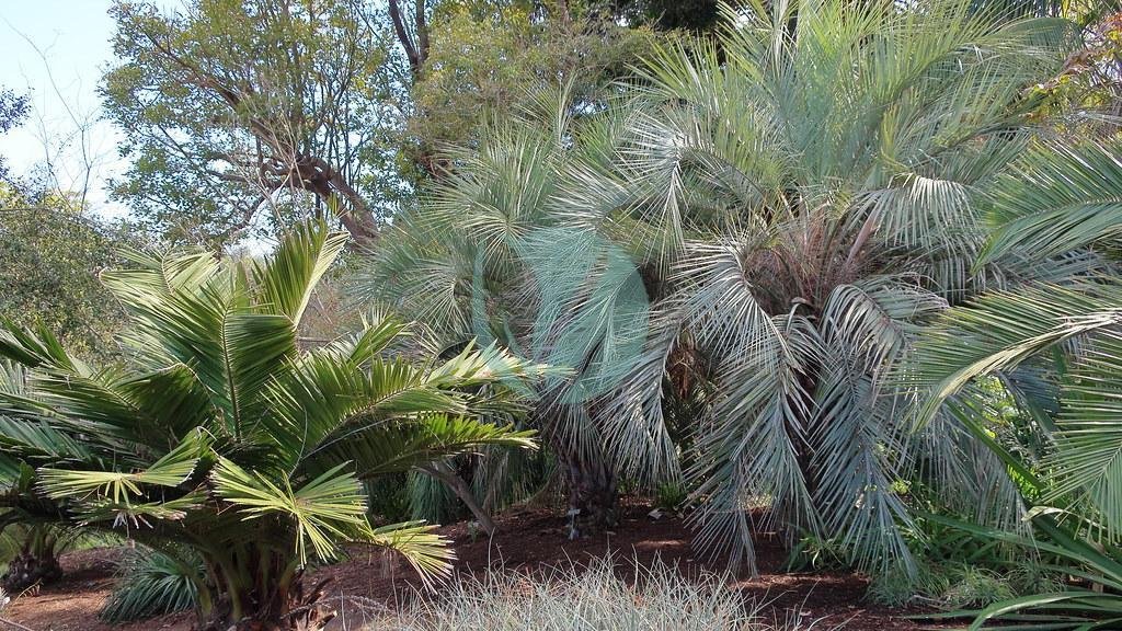 Butia capitata (arbre à laque) – Image 4