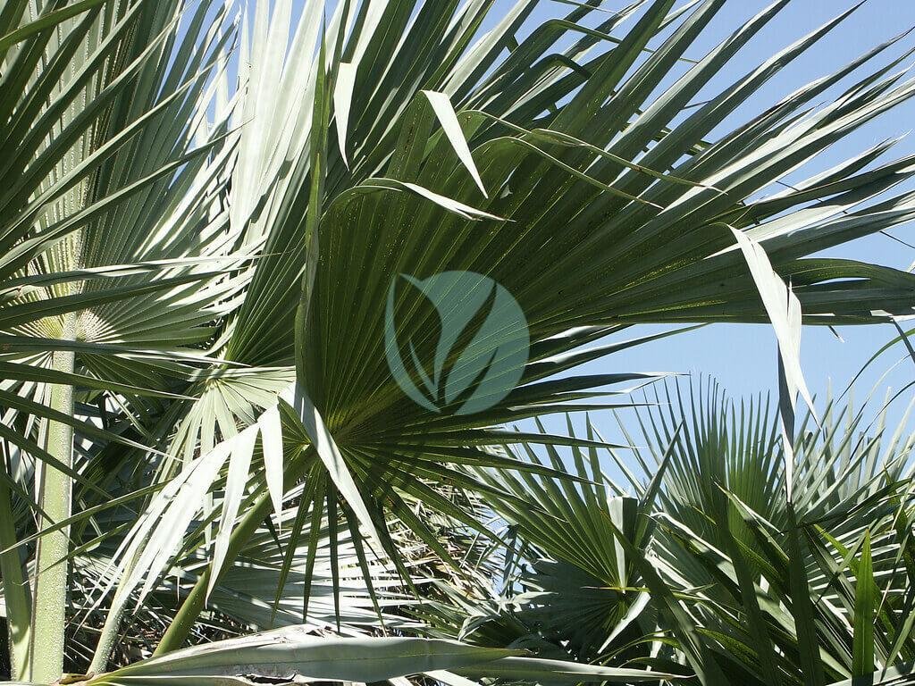 40556022245_fd3b24f65a_b