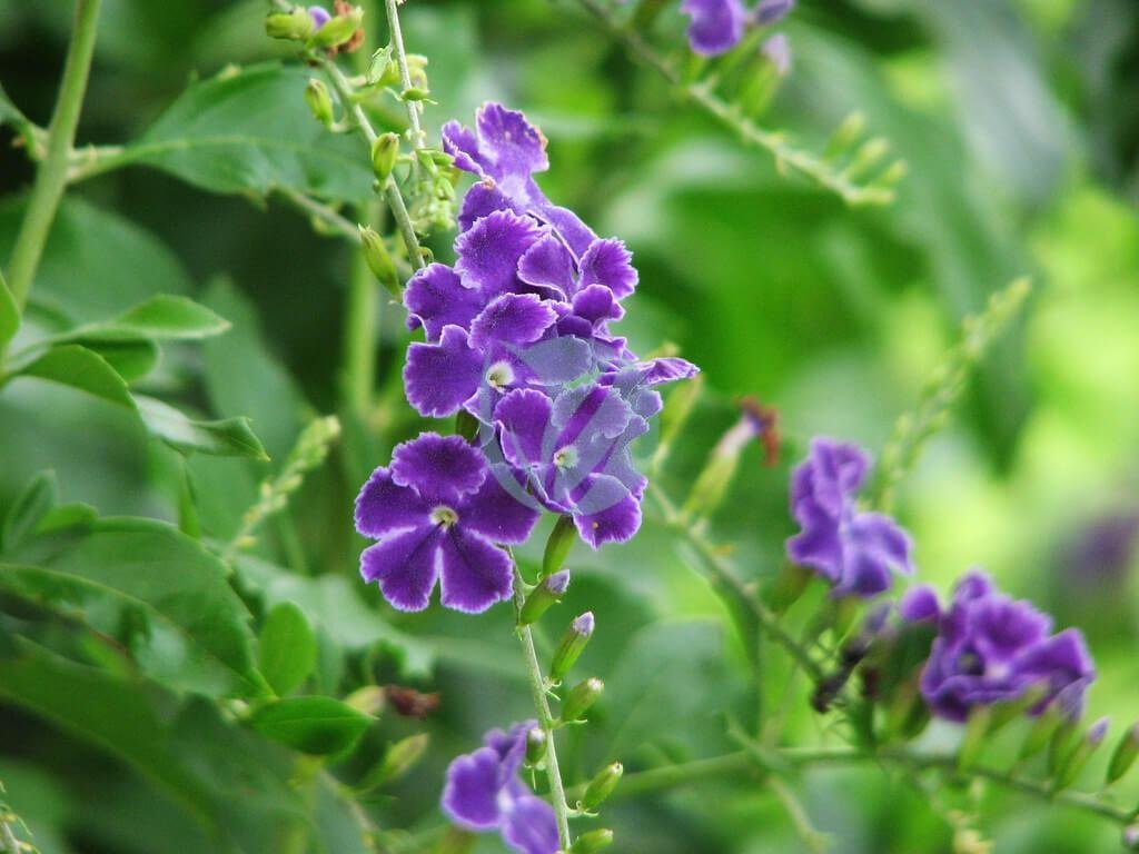 4219215002_c9473a74fa_b-1