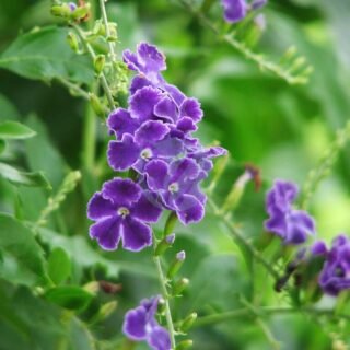 Rhoéo (Rhoeo spathacea, Rhoeo bicolor) - الصورة 5