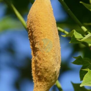 Pommier Golden – Image 4