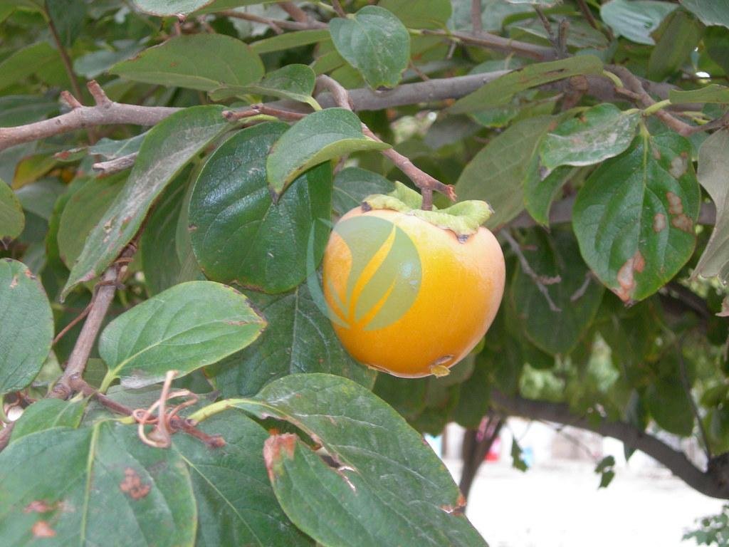 4579176367_7a01c60a91_b-1