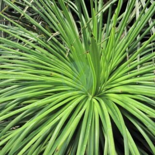 Agave americana - الصورة 5