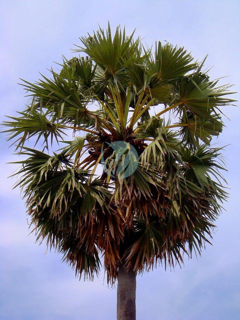 Washingtonia filifera (palmier de californie) – Image 4