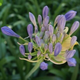 Duranta - الصورة 5