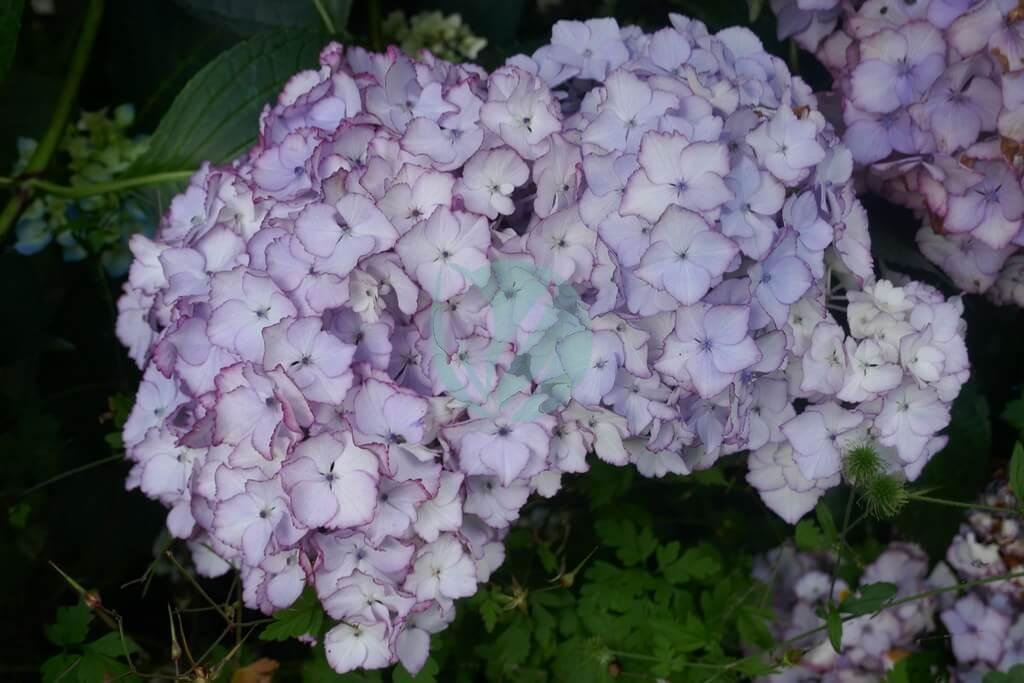 48671496822_f2f1971ac3_b