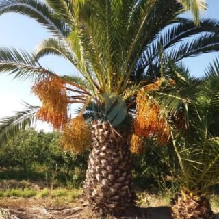 Prêle d’hiver (Equisetum hyemale) - الصورة 4