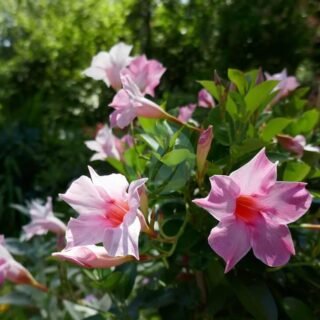 Passiflora edulis (fruit de la passion, grenadille) – Image 5