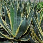 5048481606_22d74dc696_b-2-150×150-1-9