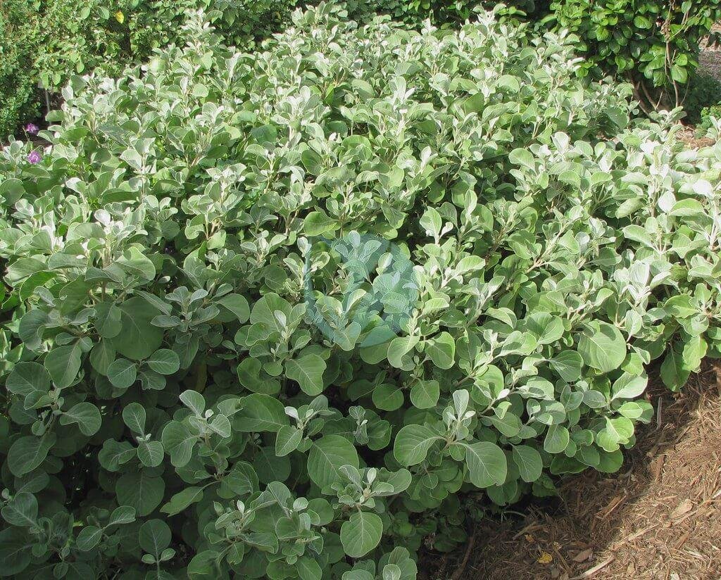 Achyranthes - الصورة 3