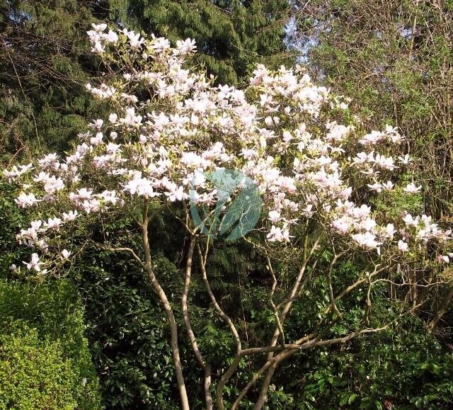 Magnolia grandiflora – Image 4