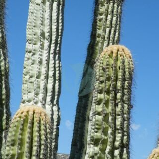 Pot carré conique P-12 – Image 5