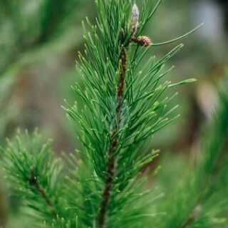 Citronnier caviar vert – Image 5