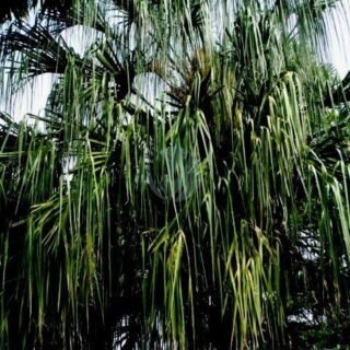 Dypsis decaryi (palmier triangle) – Image 4