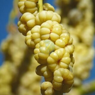 Pommier (Gala Royal Rouge) – Image 4