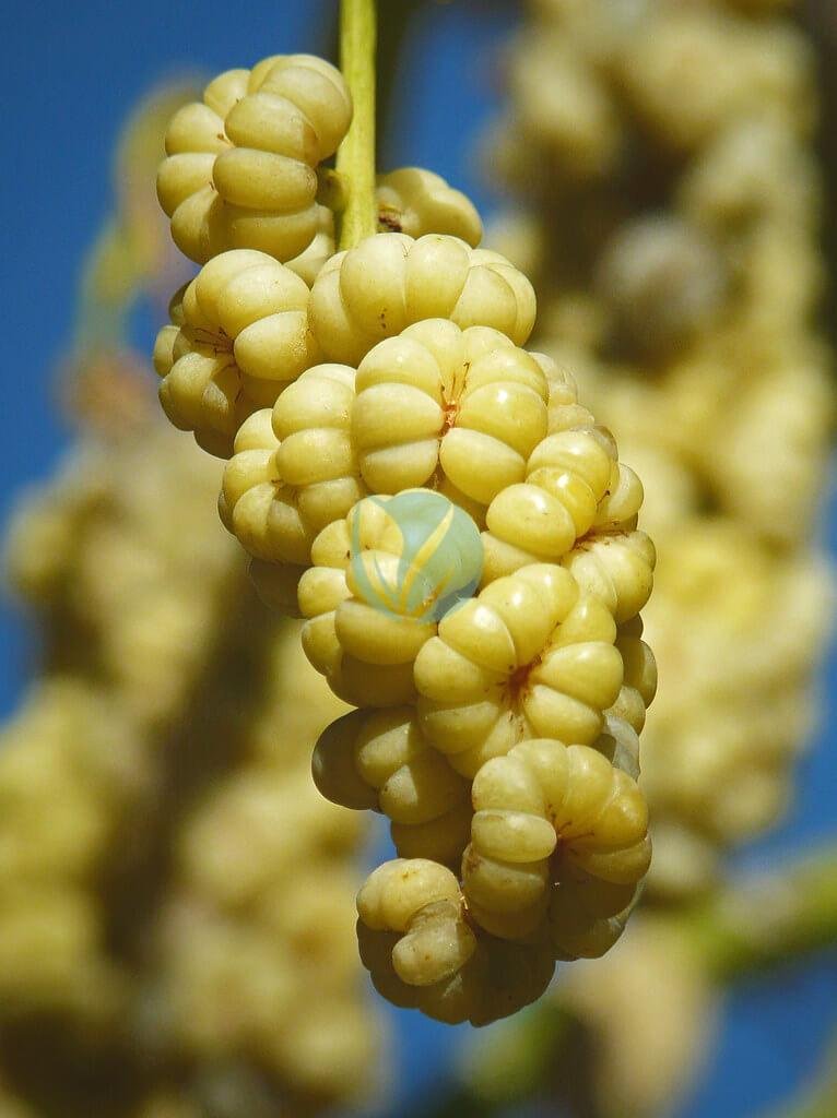 6776003271_b949c28dbe_b