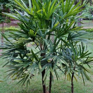 Yucca gloriosa – Image 5