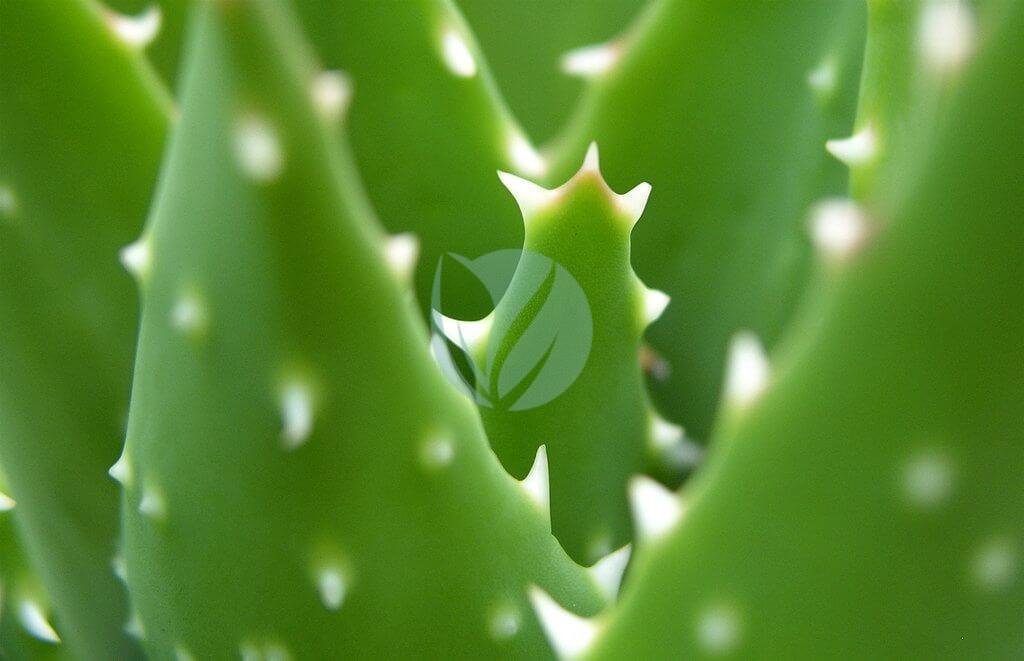 88860678_20bc081066_b-3