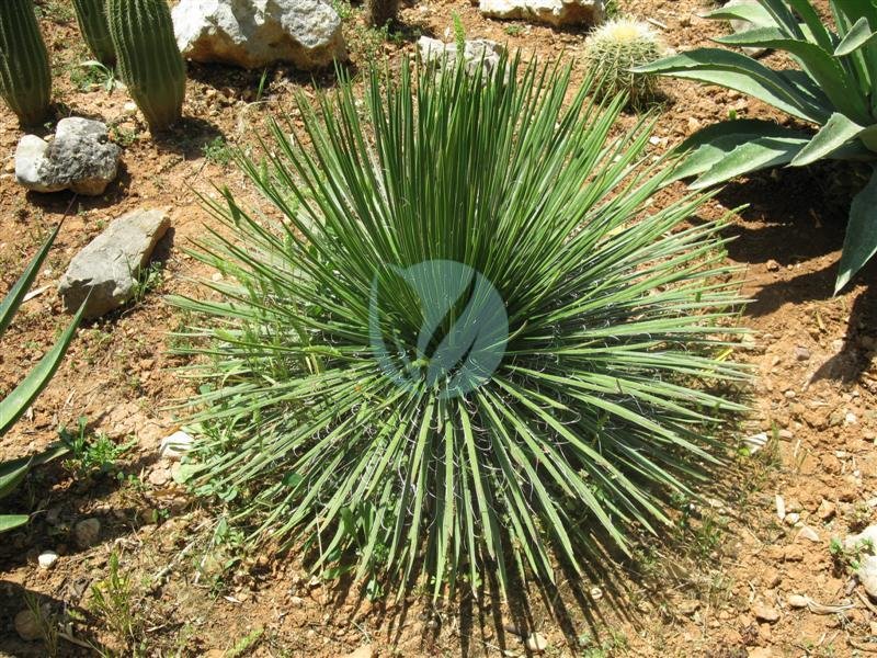 A046_agave_geminiflora_-_Flickr_-_Juan_Ignacio_1976-3